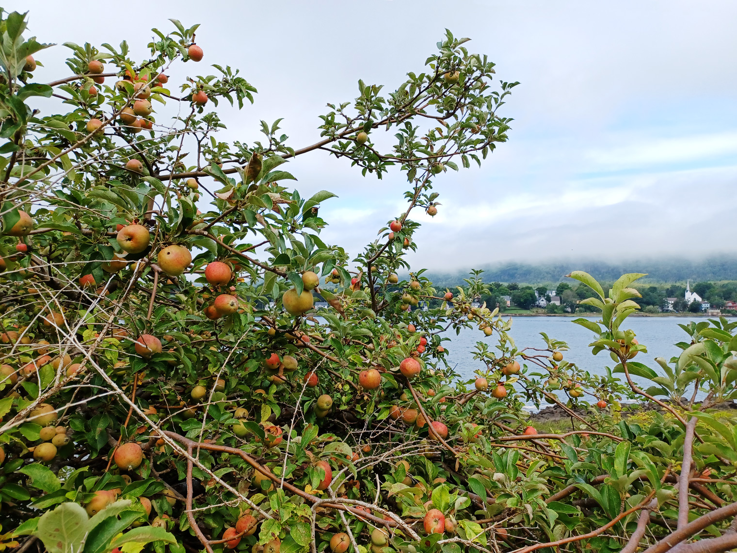 AcadiaApples_113636web